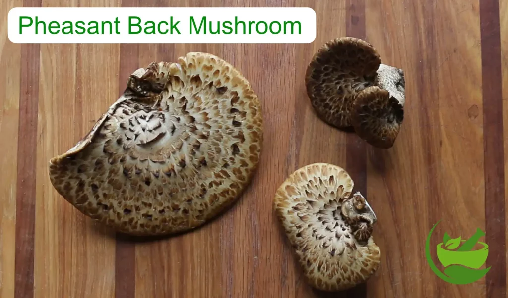 Pheasant Back Mushroom Health Benefits