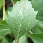 Manglier - Leaf