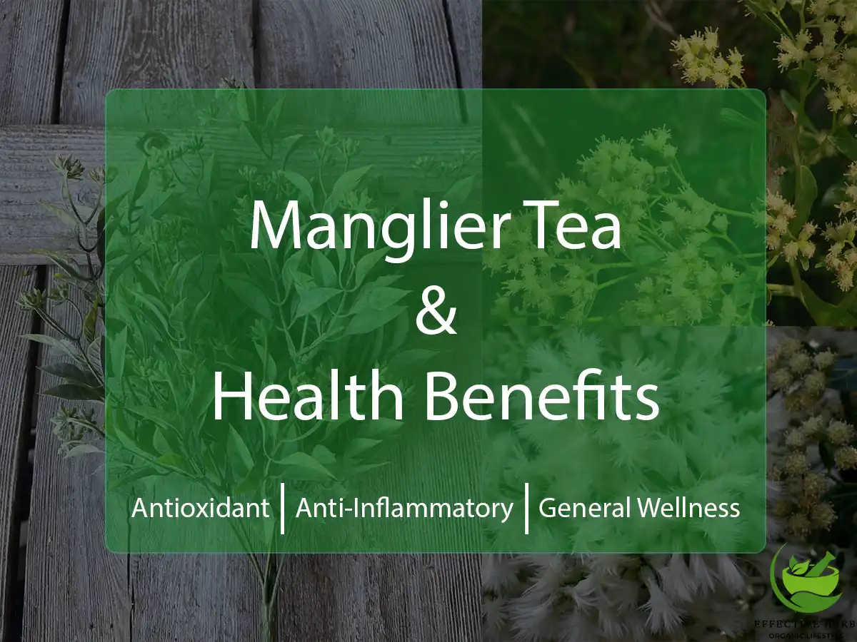 Manglier Tea Health Benefits