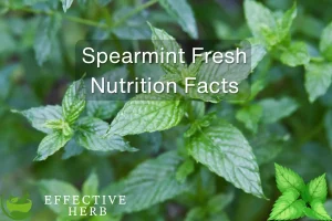 Spearmint Fresh Nutrition Facts